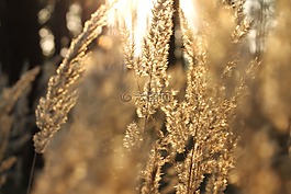 草,背光,太陽(yáng)