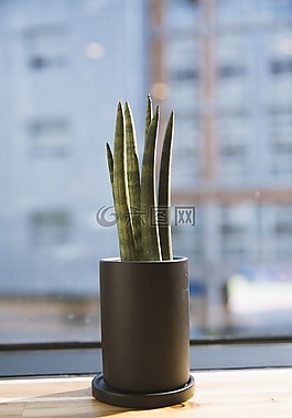 仙人掌,植物,刺