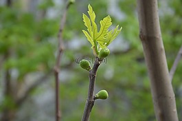 鮮花,芽,葉