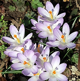 花,性質(zhì),番紅花
