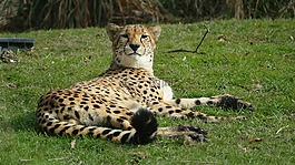 野生動物,哺乳動物,性質(zhì)