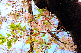 櫻桃,櫻花,春天