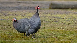 鳥(niǎo),性質(zhì),動(dòng)物王國(guó)
