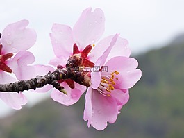 杏仁树,杏仁花,华丽的分支