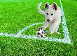 狗,動物,球