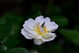 粉色,鮮花,昆蟲(chóng)