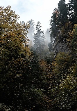 天空,樹,綠色