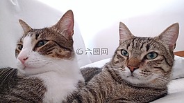 貓,動物界,可愛