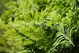 植物,蕨類植物,自然
