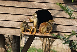 猴子,動(dòng)物,動(dòng)物園