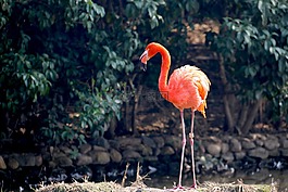 動物,火烈鳥,動物園
