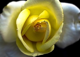 花,黃玫瑰,性質(zhì)