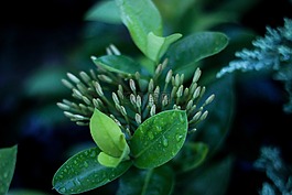 植物,綠色,葉子