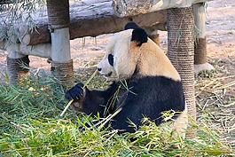 大熊貓,動物,動物園