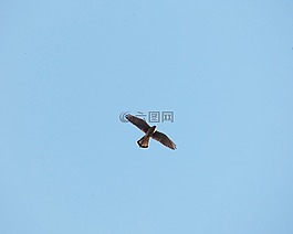 獵鷹,天空,鳥