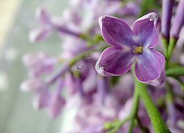 無,紫丁香,花卉