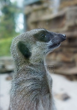 貓鼬,尋找,動物