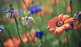 鮮花,特寫,開花