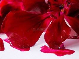 鮮花,紅色,墨水