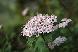 高山,臺灣,花