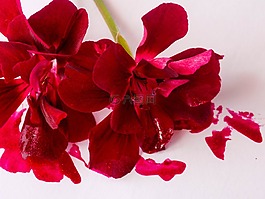 鮮花,紅色,墨水