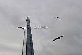 塔,倫敦,鳥
