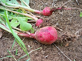 蘿卜,根,蔬菜