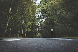 路,樹(shù),自然