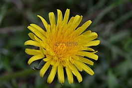 蒲公英,花,黃色