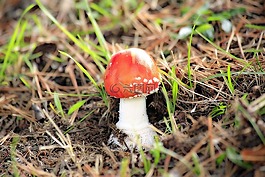 真菌,红色,毒蕈
