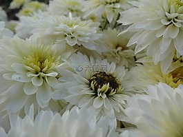 鮮花,白,夏季