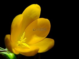 黃色,花,廠