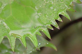 葉,滴,綠色