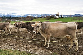 牛,哺乳動物,農(nóng)業(yè)