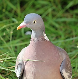 鴿子,鳥,關(guān)閉