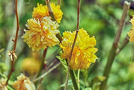 鮮花,碗,植被