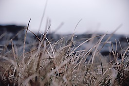草,戶外,模糊