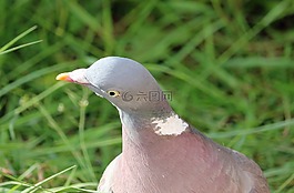 鴿子,鳥,關(guān)閉