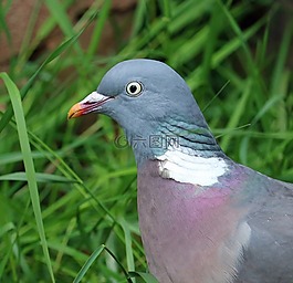 鴿子,鳥,關閉