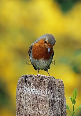 知更鳥,坐,鳥