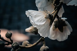 花,盛開,白