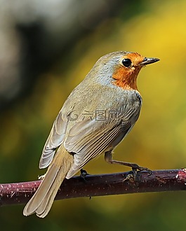 知更鳥,坐,鳥