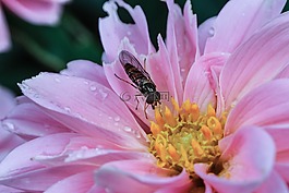 花,昆蟲(chóng),特寫(xiě)