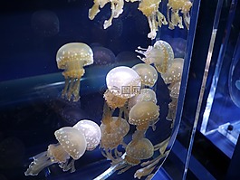 水母,水族館,水箱