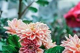 花,特寫,花園里的花