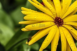 花,特寫,花園里的花