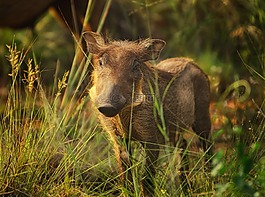 warthog,象牙,疣