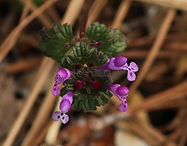 henbit,lamium amplexicaule,杂草