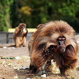 動物園,猿,存儲模塊