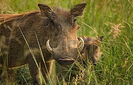 warthog,象牙,疣